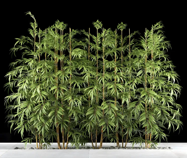 Bamboo plants