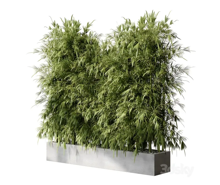 Bamboo plants outdoor plants
