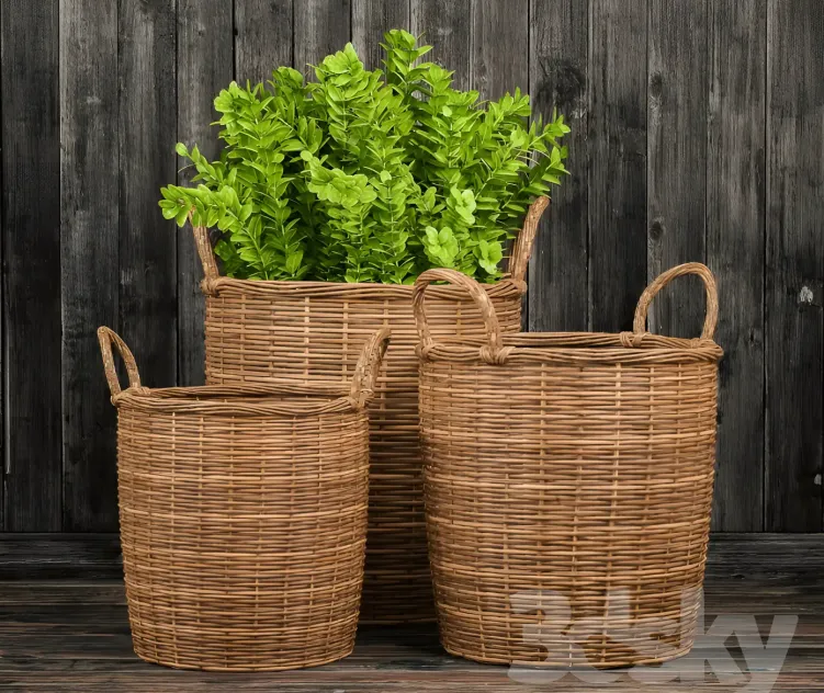 Basket with plants