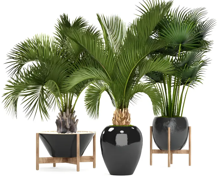 Collection of plants