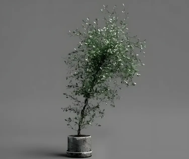 Corocia plant