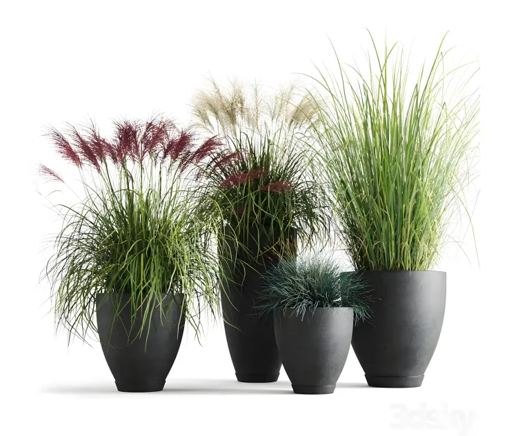 Decorative cereals in pots