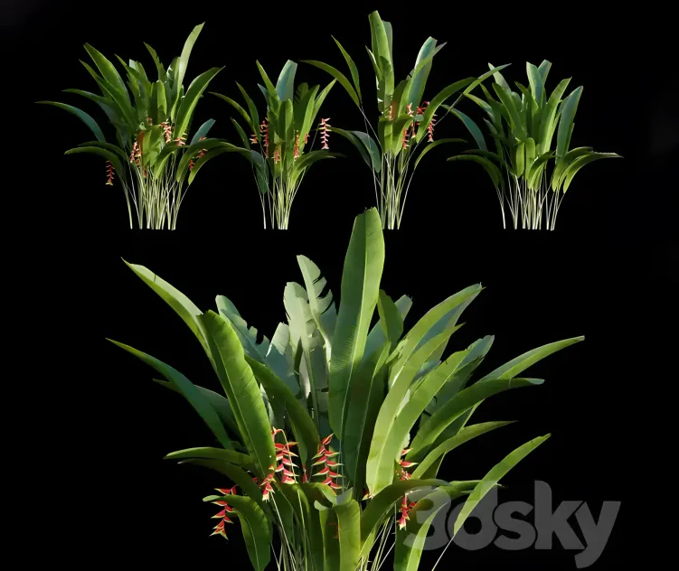 Heliconia rostrata