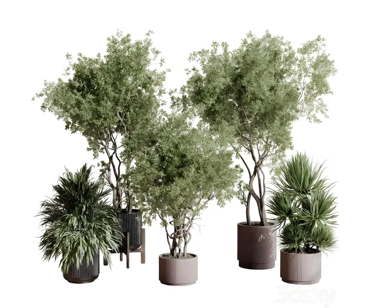 Indoor plant