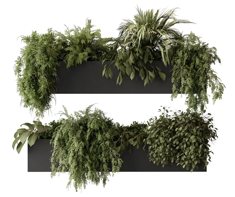 Indoor plant hanging plants