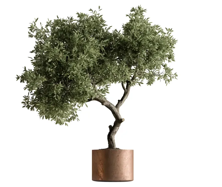Indoor plant tree in pot