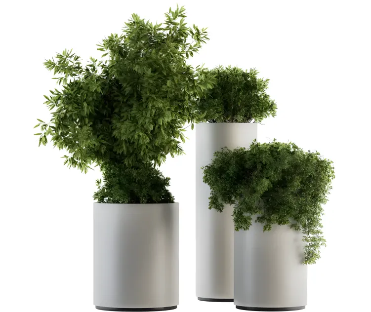 Indoor plants