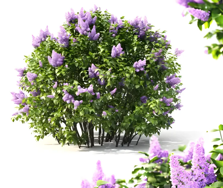 Lilac blooming n