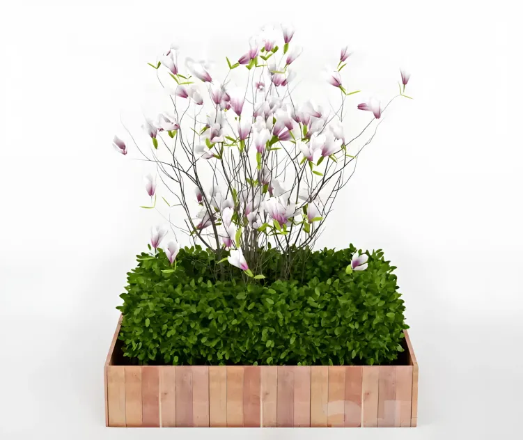 Magnolia ii