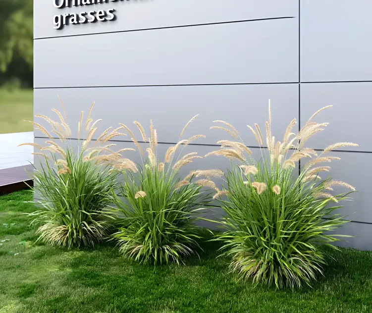 Ornamental grass fountaingrass green