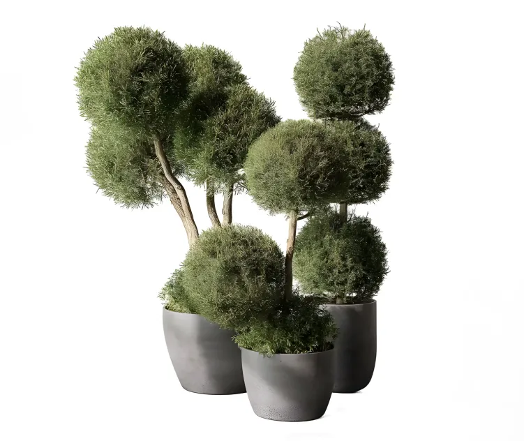 Outdoor plant