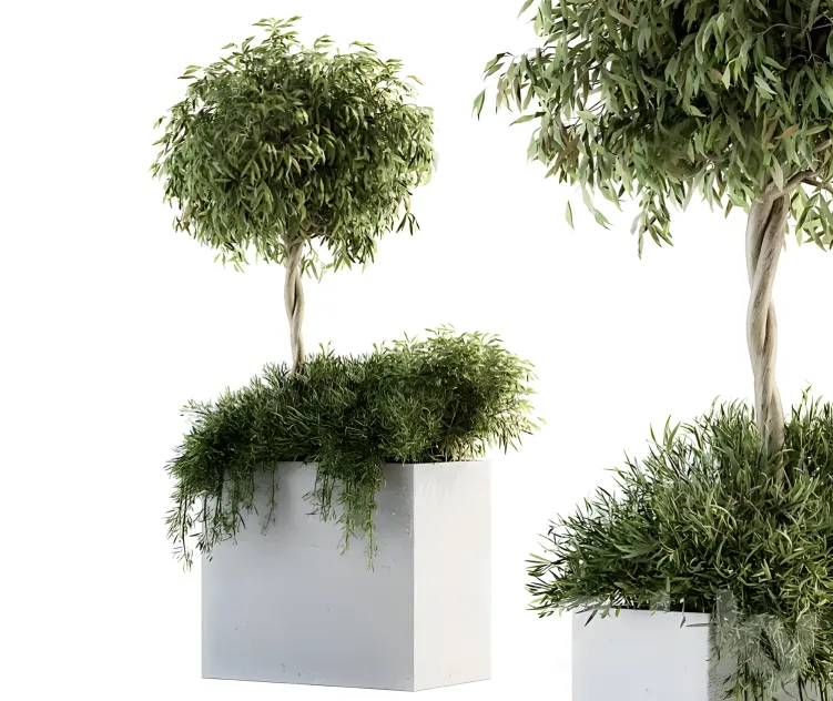 Outdoor plant plant box tree