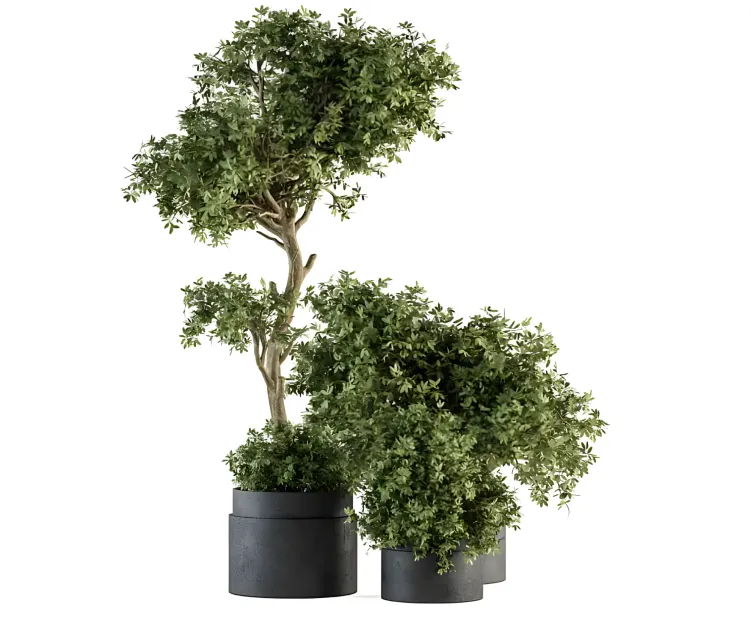 Outdoor Plant Plant Set in Concrete Pot