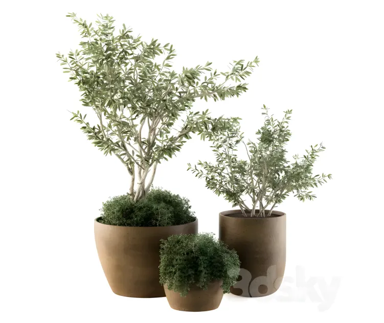 Outdoor plants olive