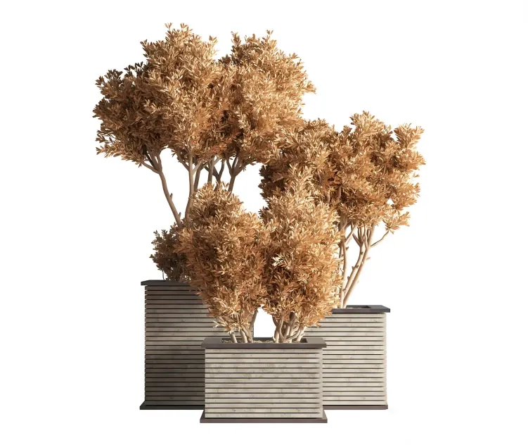 Outdoor plants tree