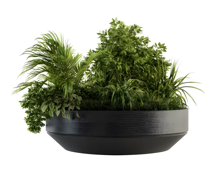 Outdoor plants tree in concrete pot