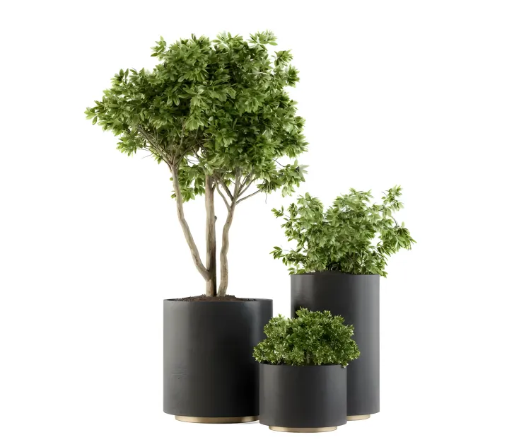 Outdoor plants tree in pot