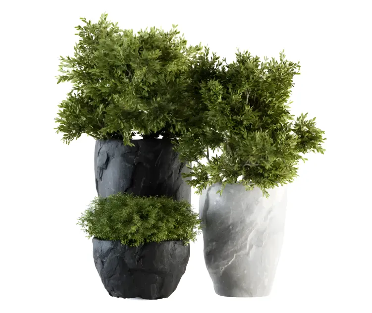 Outdoor plants tree in rock pot