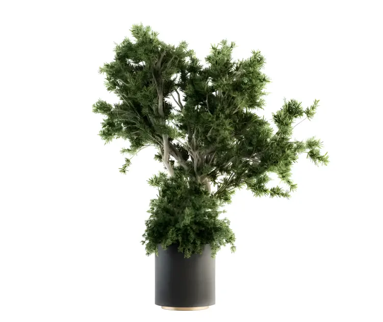 Outdoor plants treein concrete pot