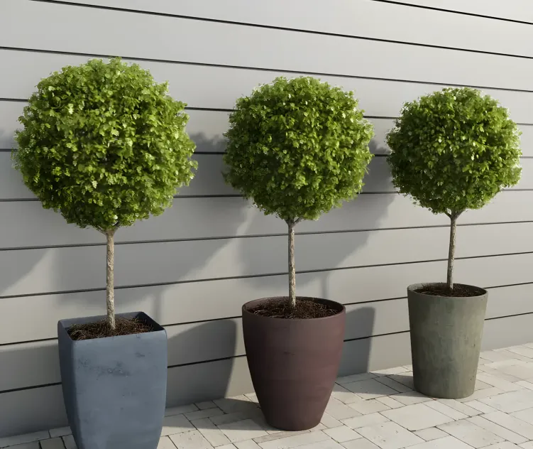 Outdoorplantsvi