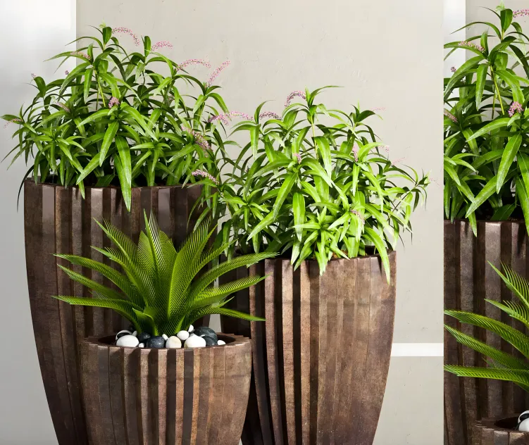 Plant by shamsudheen