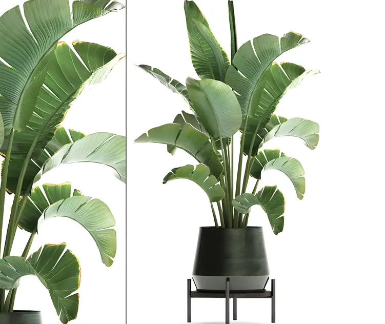 Plant collection