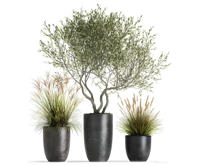 Plant collection