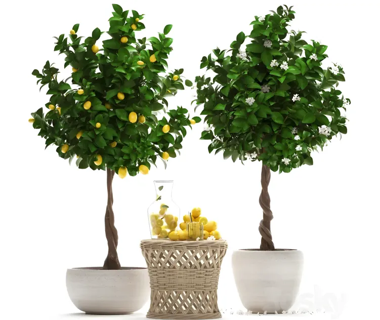 Plant collection citrus limon