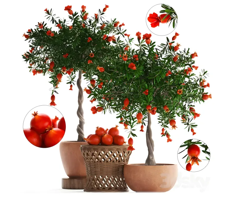 Plant collection pomegranate