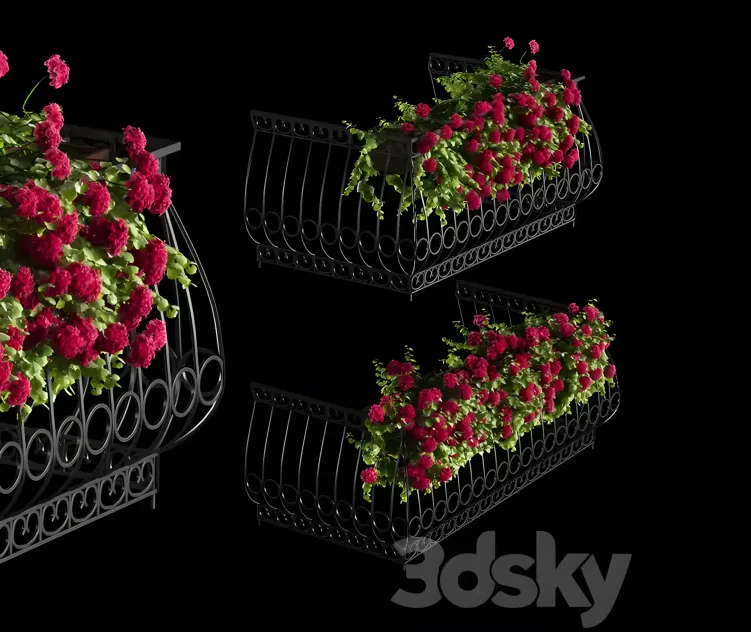 Plant geranium for the facade