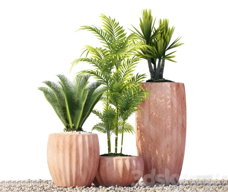 Plants
