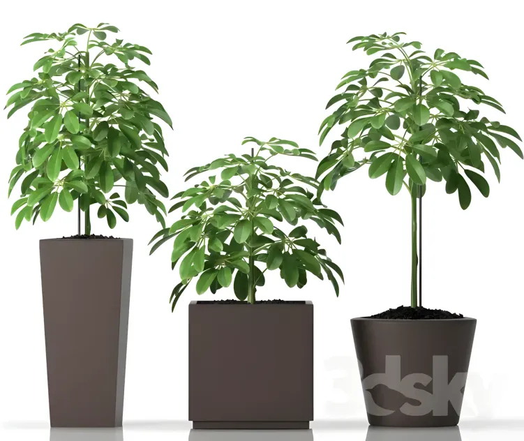 Plants 2