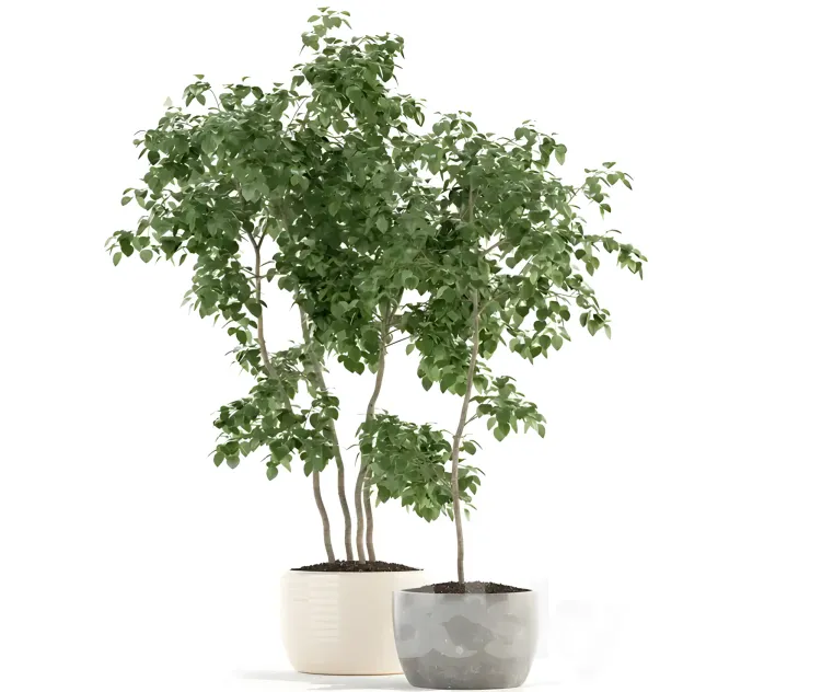 Plants collection
