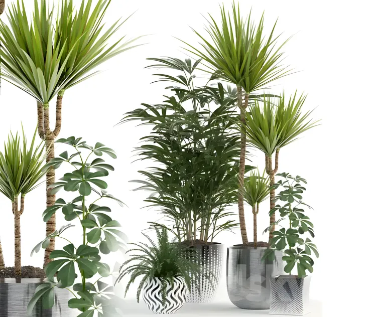 Plants collection