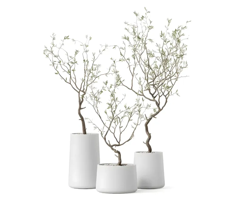 Plants collection
