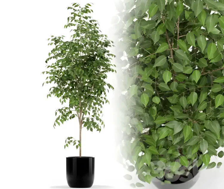 Plants collection