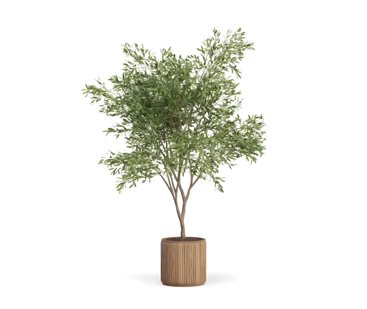 Plants collection