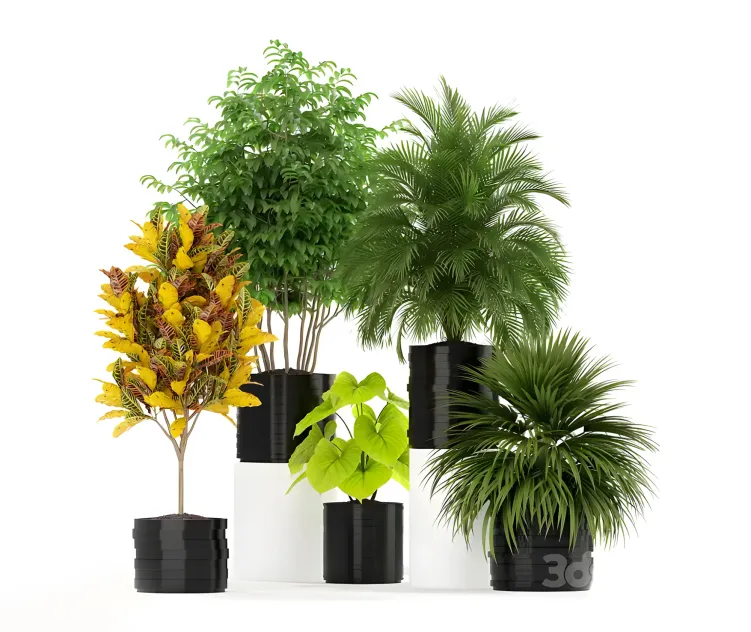 Plants collection
