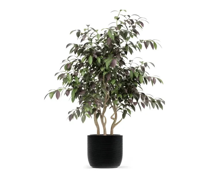 Plants collection
