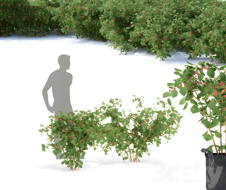 Raspberry bushes