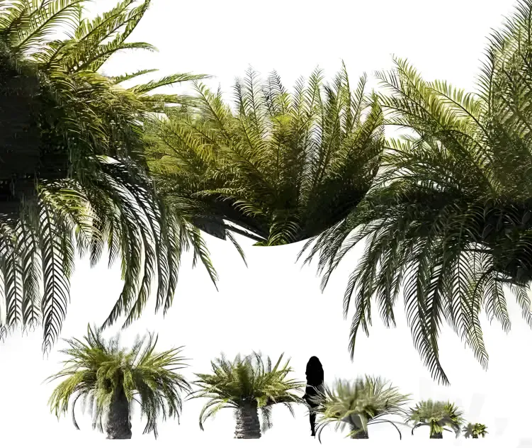 Sago palm