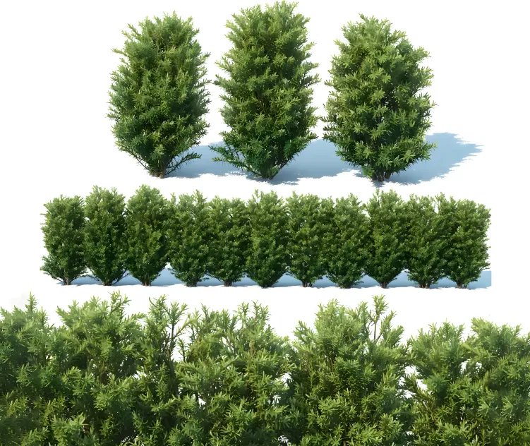 Taxus baccata hedge
