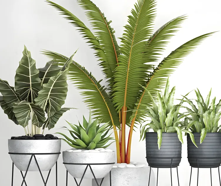 The collection of plants in pots