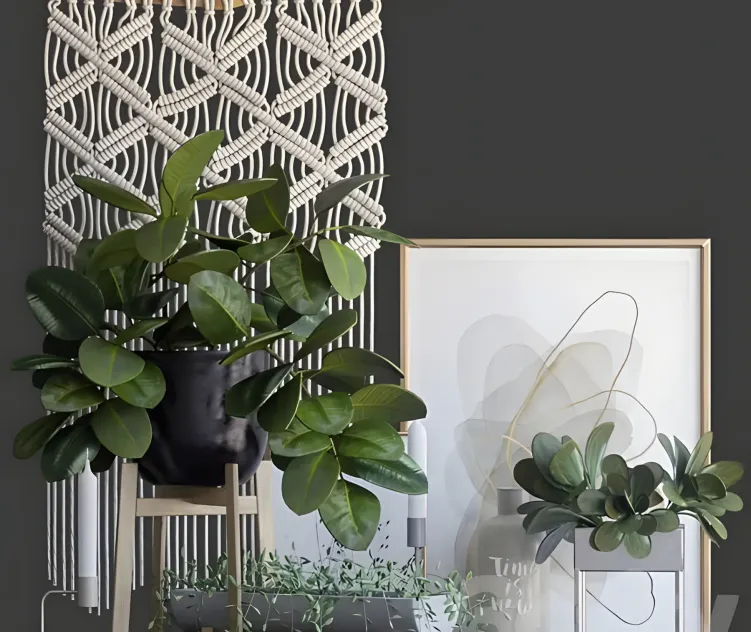 Decorative ficus