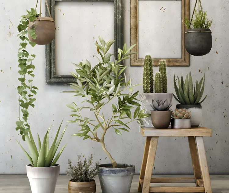 Plants