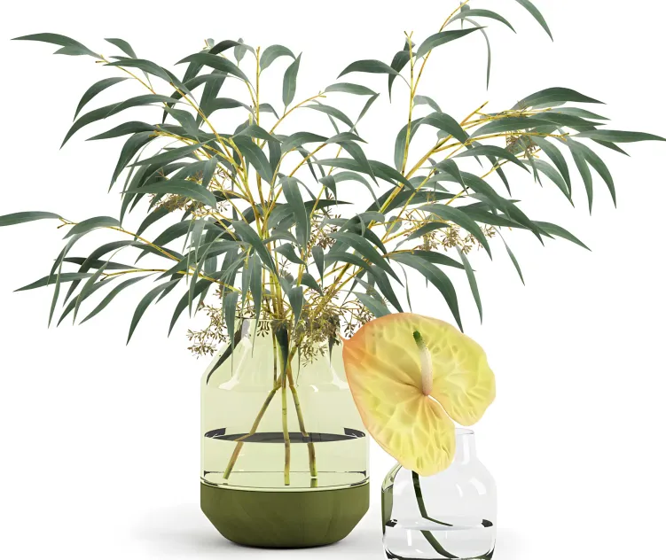 Eucalyptus anthurium in muutos vases