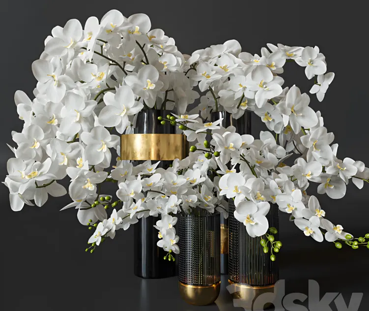Flower orchids