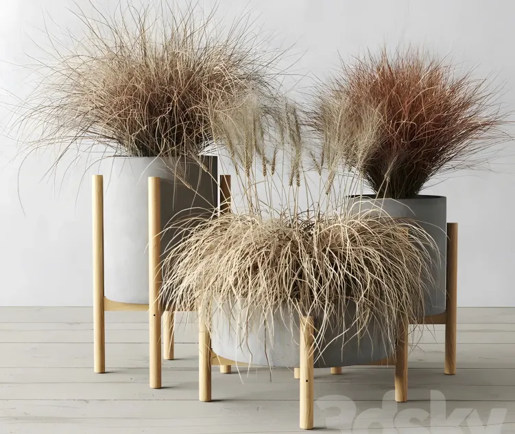 Sedge in concrete pots