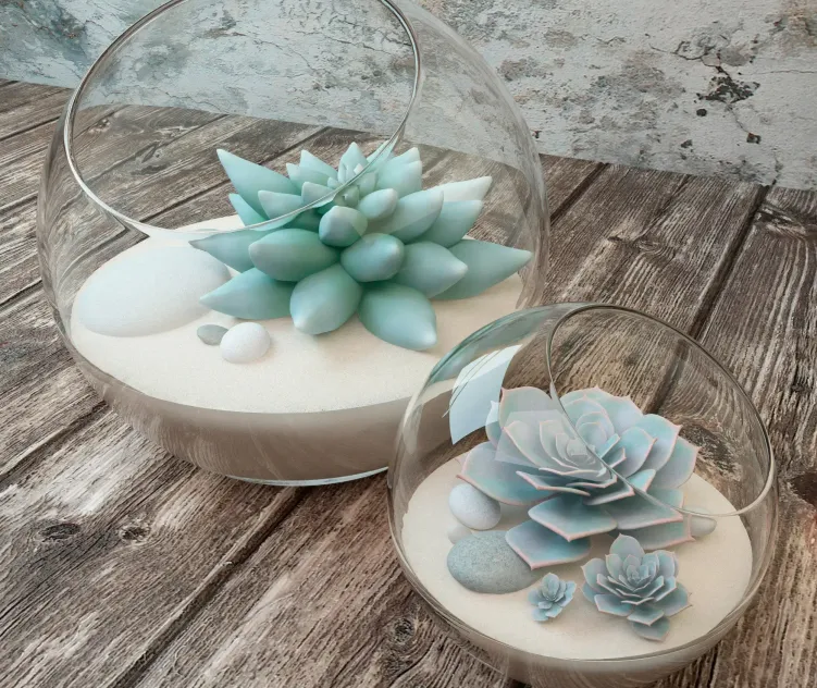 Species of succulents in glass vases