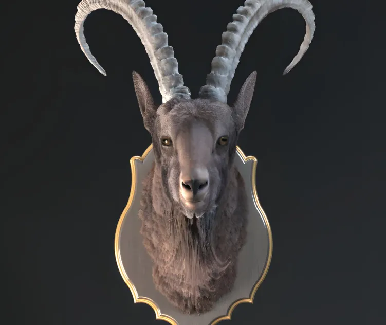 Siberian ibex